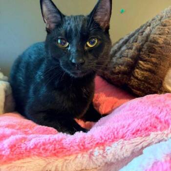 Bones -  Domestic Short Hair Cat for Adoption in Toronto, Ontario - Bones | PetCurious