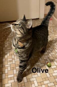 Rescue Domestic Short Hair Cats for Adoption in Zimmerman, Minnesota - Olive | PetCurious