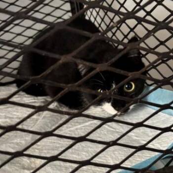 Domestic Short Hair Cats Available for Adoption in New York, New York - Maple | PetCurious