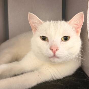 Domestic Medium Hair Cats Available for Adoption - Onyx | PetCurious