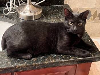 Rescue Domestic Short Hair Cats for Adoption in Youngsville, North Carolina - Nightowl25 | PetCurious