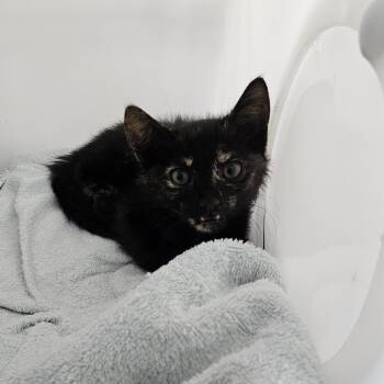 Godiva -  Domestic Short Hair Cat for Adoption in Ridgely, Maryland - Godiva | PetCurious