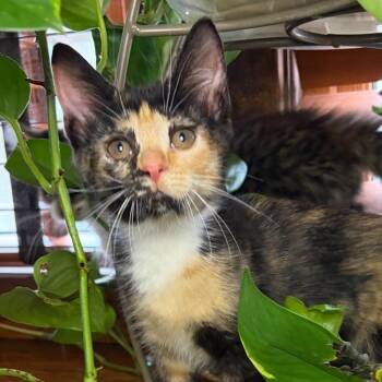Eowyn BurrPurr 56585 -  Domestic Short Hair Cat for Adoption in Eaton Rapids, Michigan - Eowyn BurrPurr 56585 | PetCurious