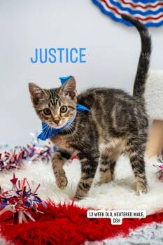 Justice -  Domestic Short Hair Cat for Adoption in Sevierville, Tennessee - Justice | PetCurious