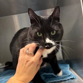 Lord Fluffington -  Domestic Short Hair Cat for Adoption in Englewood, Florida - Lord Fluffington | PetCurious
