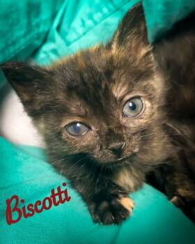 Rescue Domestic Short Hair Cats for Adoption in Fort Walton Beach, Florida - BISCOTTI | PetCurious