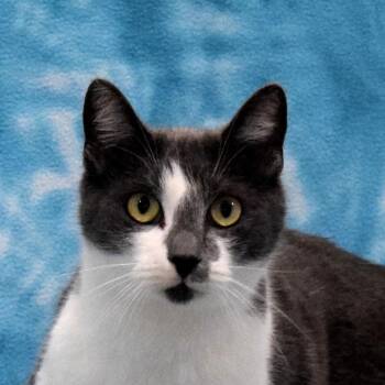 Domestic Short Hair Cats Available for Adoption - Mimzy | PetCurious