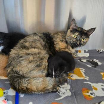 Domestic Short Hair Cats Available for Adoption in Madisonville, Tennessee - Mia | PetCurious