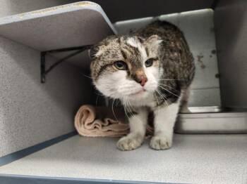 *Sugar-Ray* -  Domestic Short Hair Cat Available for Adoption in Salt Lake City, Utah - *Sugar-Ray* | PetCurious