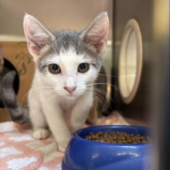 Bichon Frise -  Domestic Short Hair Cat Available for Adoption in Baltimore, Maryland - Bichon Frise | PetCurious