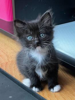 Domestic Medium Hair Cats Available for Adoption in Santa Monica, California - Seamus | PetCurious