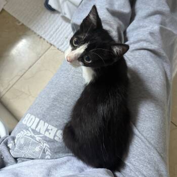 Rescue Domestic Short Hair Cats for Adoption in New York, New York - Eleven | PetCurious