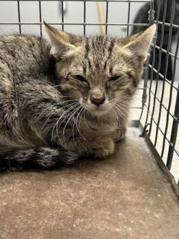 Domestic Short Hair Cats Available for Adoption in Las Vegas, Nevada - DREW | PetCurious