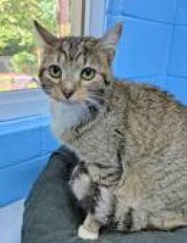 Rescue Domestic Short Hair Cats for Adoption in Portsmouth, Ohio - Jocelyn | PetCurious