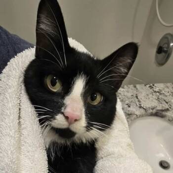 Rescue Domestic Short Hair Cats for Adoption in Chicago, Illinois - Marvin | PetCurious