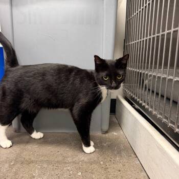 Magpies -  Domestic Short Hair Cat for Adoption in Buffalo, New York - Magpies | PetCurious