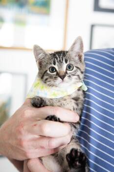 Sofia -  Domestic Short Hair Cat for Adoption in Franklin, Tennessee - Sofia | PetCurious