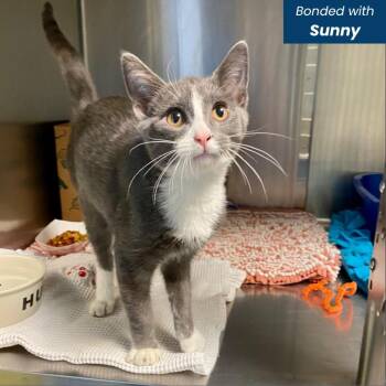 Stormy -  Domestic Short Hair Cat for Adoption in Baltimore, Maryland - Stormy | PetCurious