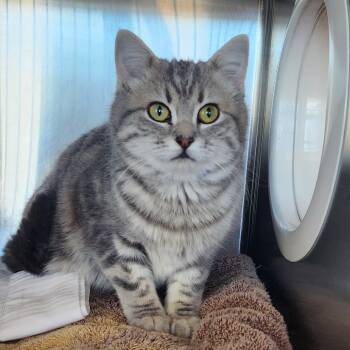 Rescue Domestic Medium Hair and Domestic Short Hair Cats for Adoption in Asheville, North Carolina - Merida | PetCurious