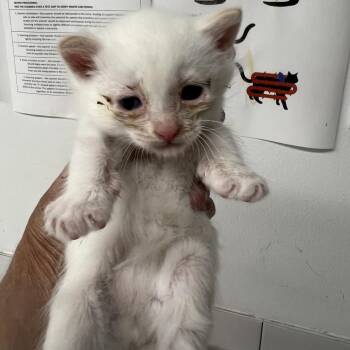 Third Laugh -  Domestic Short Hair Cat for Adoption in St. Louis, Missouri - Third Laugh | PetCurious