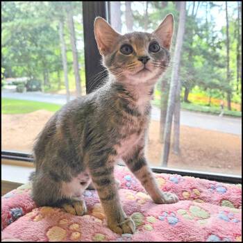 Linty -  Domestic Short Hair Cat for Adoption in Roswell, Georgia - Linty | PetCurious