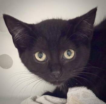 Mister Grimalkin 1078-26 -  Domestic Short Hair Cat for Adoption in Cumming, Georgia - Mister Grimalkin 1078-26 | PetCurious