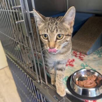Dolly -  Domestic Short Hair Cat for Adoption in Emporia, Kansas - Dolly | PetCurious