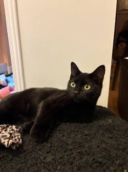 Footy -  Domestic Short Hair Cat for Adoption in Montreal, Quebec - Footy | PetCurious