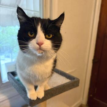 Domestic Short Hair Cats Available for Adoption in Gibsonia, Pennsylvania - Henry | PetCurious