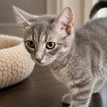 Muffet -  Domestic Short Hair Cat for Adoption in Wantagh, New York - Muffet | PetCurious