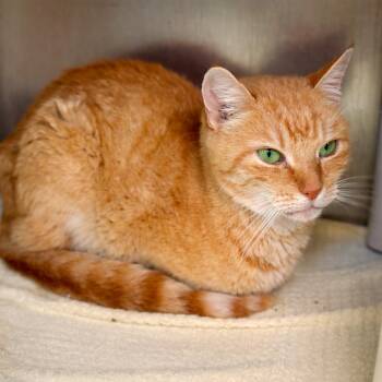 Hawaiian Sunset -  Domestic Short Hair Cat for Adoption in Austin, Texas - Hawaiian Sunset | PetCurious