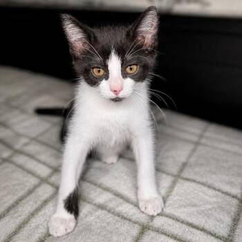 Bloop -  Domestic Short Hair Cat for Adoption in Westminster, California - Bloop | PetCurious