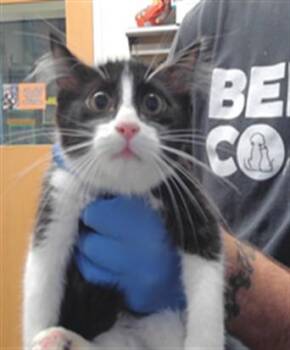 STARBURST -  Domestic Short Hair Cat for Adoption in Albuquerque, New Mexico - STARBURST | PetCurious