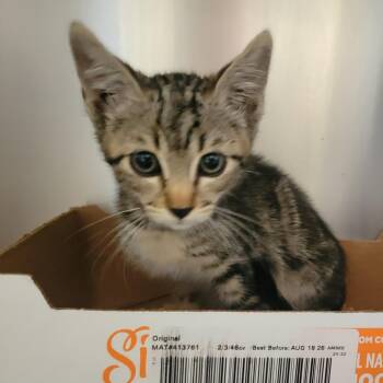 WAGS-Stray-22255 -  Domestic Short Hair Cat for Adoption in Westminster, California - WAGS-Stray-22255 | PetCurious