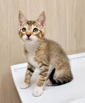 Lemonhead -  Domestic Short Hair and Tabby Cat for Adoption in Homer Glen, Illinois - Lemonhead | PetCurious