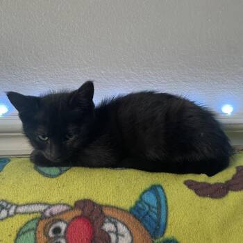 Benny -  Domestic Short Hair Cat for Adoption in Houston, Texas - Benny | PetCurious