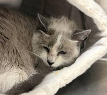 Ragdoll Cats Available for Adoption in Golden, Colorado - Baby | PetCurious