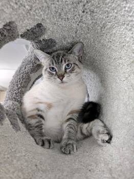 Sheldon -  Siamese and Tabby Cat Available for Adoption - Sheldon | PetCurious