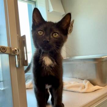 PICKLES -  Domestic Short Hair Cat for Adoption in Leesburg, Virginia - PICKLES | PetCurious
