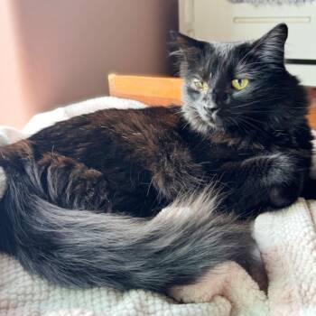 Domestic Long Hair Cats Available for Adoption - Astoria | PetCurious