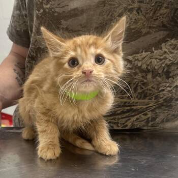 Mr Potatohead -  Domestic Short Hair Cat for Adoption in Clanton, Alabama - Mr Potatohead | PetCurious