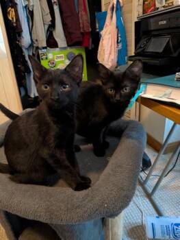 USHER -  Domestic Short Hair Cat for Adoption in Hagerstown, Maryland - USHER | PetCurious