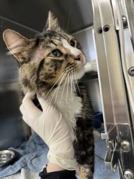 Domestic Short Hair Cats Available for Adoption in Montreal, Quebec - Bobby | PetCurious