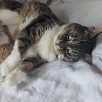 American Shorthair Cats Available for Adoption in New York, New York - Cookie | PetCurious