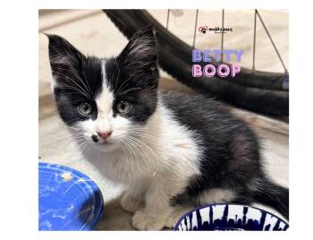Betty Boop -  Domestic Medium Hair Cat for Adoption in Council Bluffs, Iowa - Betty Boop | PetCurious