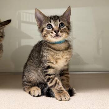 Domestic Short Hair Cats Available for Adoption in League City, Texas - AC (BLU) | PetCurious