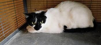 Domestic Medium Hair Cats Available for Adoption in Thatcher, Arizona - Timmy | PetCurious