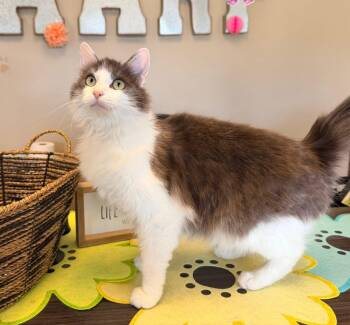 Silvermist -  Domestic Medium Hair Cat for Adoption in Ashland, Kentucky - Silvermist | PetCurious