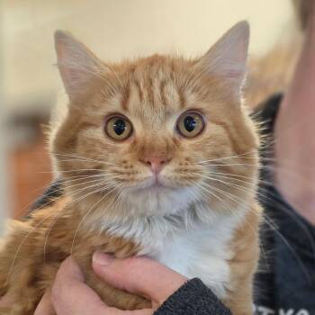 Domestic Medium Hair Cats Available for Adoption in Chatham, Virginia - Hyacinth | PetCurious