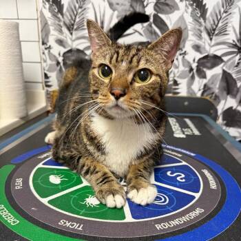 Chip -  Domestic Short Hair Cat for Adoption in Wahiawa, Hawaii - Chip | PetCurious